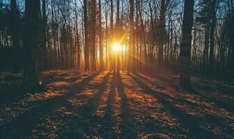 ai generiert Sonnenuntergang im das Kiefer Wald. schön Natur Szene mit Sonne Strahlen foto