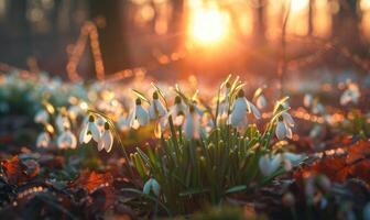 ai generiert Schneeglöckchen im ein Garten beim golden Stunde, Frühling Blumen Hintergrund foto