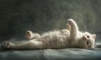 ai generiert süß Weiß Katze Lügen auf ein grau Hintergrund. Kopieren Raum. foto