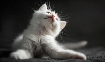 ai generiert süß Weiß britisch kurzes Haar Katze Lügen auf das Fußboden und suchen oben foto