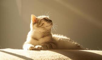 ai generiert süß Katze Lügen auf das Sofa. Weiß Katze im warm Licht. foto