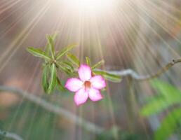 Rosa Blume auf Sonnenlicht foto