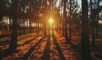 ai generiert Sonnenuntergang im das Kiefer Wald. schön Natur Szene mit Sonne Strahlen foto