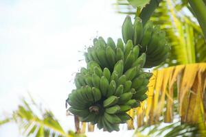 Grün Banane Obst Das ist immer noch auf das Baum und bereit zu Sein geerntet durch Bauern foto