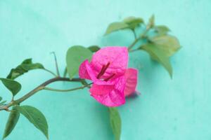 rot Bougainvillea Blumen Blühen gegen ein grünlich Mauer Hintergrund foto