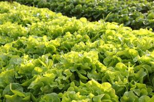 organisch und ungiftig Gemüse wachsend auf Boden. Gemüse Salat Bauernhof mit schön Farben, sauber, frisch und sicher. organisch Landwirtschaft Konzept. gesund Essen foto