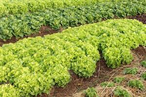 organisch und ungiftig Gemüse wachsend auf Boden. Gemüse Salat Bauernhof mit schön Farben, sauber, frisch und sicher. organisch Landwirtschaft Konzept. gesund Essen foto