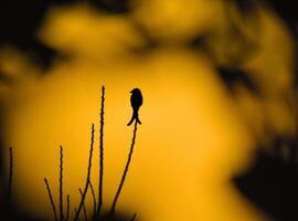 ein schwarz Drongo im golden Stunde foto