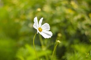 die weiße Blume foto