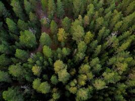 Antenne Aussicht von Nadelbaum Grün Wald. oben Aussicht von Drohne. Sommer- Landschaft mit Fichte und Kiefer Bäume. natürlich Hintergrund von zentral Europa. Ökosystem und gesund Ökologie Umgebung Konzepte foto