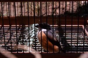 Schuss auf cendet Vogel oder Lanius schach im ein Käfig foto