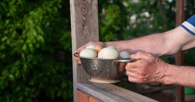 Alten Mann halten ein Sieb mit frisch organisch Hähnchen Eier von anders Farben gesammelt im ein Hähnchen coop foto
