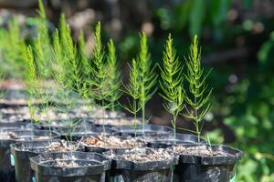 Spargel Sämlinge im klein Töpfe Vor Pflanzen im das Garten Bett, organisch gewachsen Pflanzen im das Gemüse Garten foto