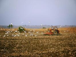 alt Traktor Pflügen das landwirtschaftlich Feld und Möwen foto