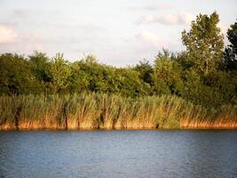 Sommer- bunt Bäume beim das Fluss foto