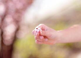 Kirsche Blüten oder Sakura Blume Blühen foto