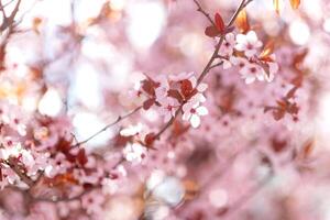 Kirsche Blüten oder Sakura Blume Blühen foto