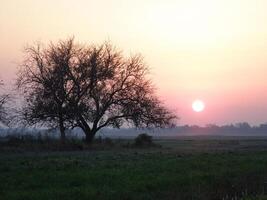 Baum im das Feld beim Sonnenuntergang foto