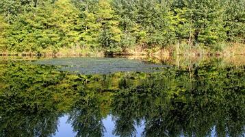 Wasser Lilie im das See mit Bäume reflektieren im still Fluss foto