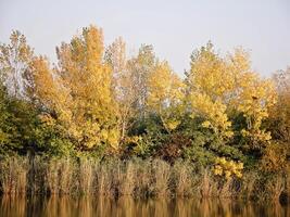 Herbst bunt Bäume reflektieren im still Fluss foto