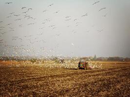 alt Traktor Arbeiten auf das landwirtschaftlich Feld mit Vögel foto
