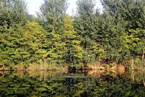 Wasser Lilie im das See mit Bäume reflektieren im still Fluss foto