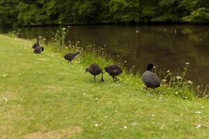 Gruppe von Enten auf das Gras und einer Ente im das Wasser foto