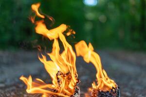 Zungen von Flamme schließen auf das Hintergrund von das Abend Wald. foto