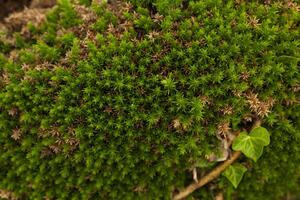 Natur Hintergründe. Norden botanisch Garten schließen oben Hintergrund foto