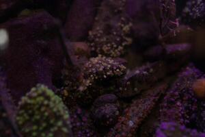 schließen oben Muschel Hintergrund unter Wasser im das Aquarium foto