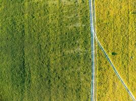 Antenne Aussicht auf Grün Weizen Feld und Straße im Landschaft. Feld von Weizen weht im das Wind auf Sonnenuntergang. jung und Grün Ährchen. Ohren von Gerste Ernte im Natur. Agronomie, Industrie und Essen Produktion foto