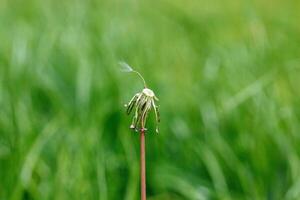 Löwenzahn auf ein Hintergrund von Grün gras foto