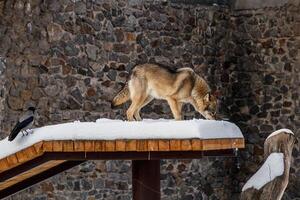 schön Wolf auf ein schneebedeckt Straße foto