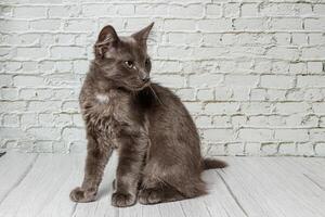 schön grau Katze auf ein Backstein Mauer Hintergrund foto