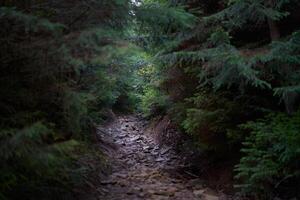 mystisch erschreckend Pfad durch dunkel unheimlich Wald mit hell Licht beim das Ende foto
