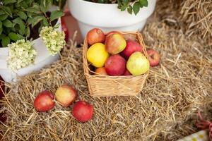 frisch Ernte von Äpfel. Natur Thema mit rot Trauben und Korb auf Stroh Hintergrund. Natur Obst Konzept. foto