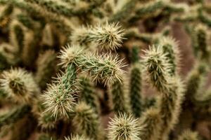 ein groß Kaktus mit Dornen im das wild stachelig Hintergrund foto