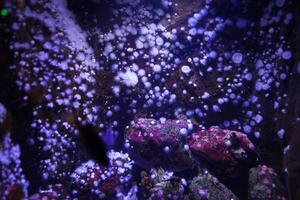 Weiß Meer Anemone im Blau fluoreszierend Licht foto