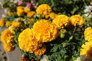 Orange Gelb Ringelblumen. Blumen im ein Stadt Blume Bett foto