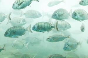 Fische im Aquarium oder Reservoir unter Wasser auf Fisch Bauernhof foto