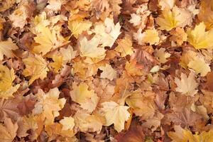 Ahorn Herbst trocken Blätter Hintergrund Lügen auf das Boden foto