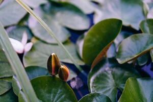 Wasser Lilie Blatt Wasser Oberfläche Hintergrund foto