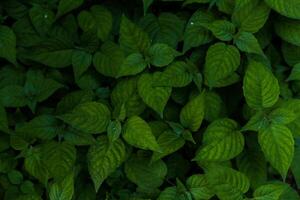 grüne blätter muster hintergrund, natürlicher hintergrund foto