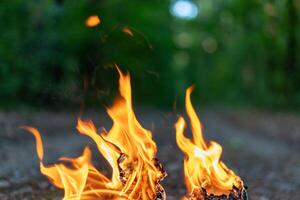 Zungen von Flamme schließen auf das Hintergrund von das Abend Wald. foto