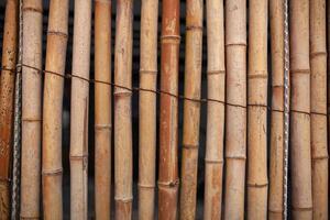 trocken Bambus Mauer gebunden mit Seil Textur Hintergrund, Bambus Zaun Hintergrund, Bambus Stock Muster foto