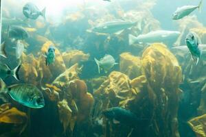 Fische im Aquarium oder Reservoir unter Wasser auf Fisch Bauernhof foto