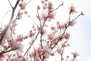 Nahansicht von Magnolie Baum blühen mit verschwommen Hintergrund und warm Sonnenschein foto