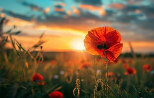 ai generiert rot Mohn im das Feld beim Sonnenuntergang foto