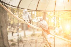 zwei schön Papagei im ein Zoo Käfig tropisch grau Vogel ich foto