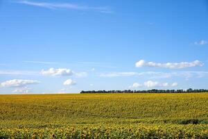 Sonnenblume landwirtschaftlich Feld wolkig Himmel Hintergrund foto